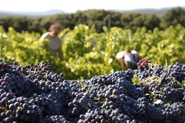 Côtes-du-Rhône Réserve 'Montjau' Bio 2020